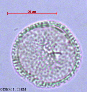 Anthurium coriaceum - lame n° 16756